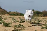 BICHON FRISE 262